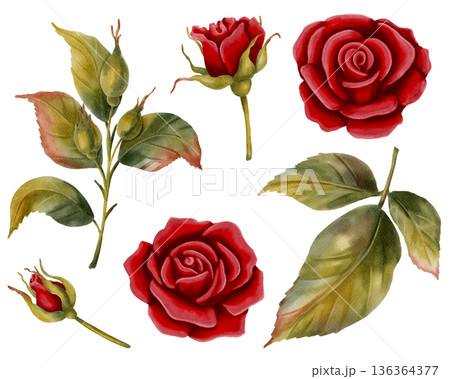 Set of watercolor illustrations of red roses, buds, and leaves. Hand-drawn floral designs are perfect for romantic designs, wedding stationery, invitations, greeting cards, packaging, holiday decor Set of watercolor illustrations of red roses, buds, and leaves. Hand-drawn floral designs are perfect for romantic designs, wedding stationery, invitations, greeting cards, packaging, holiday decor 136364377