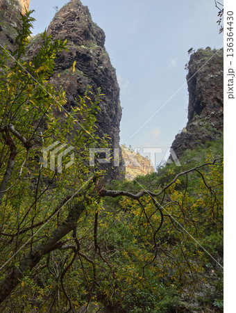 Towering Canyon Cliffs Rising Above Lush Forest 136364430