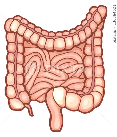 Intestine illustration. Cartoon biology icon. Human anatomy Intestine illustration. Cartoon biology icon. Human anatomy 136364621
