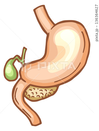 Cartoon stomach icon. Digestive system medical symbol Cartoon stomach icon. Digestive system medical symbol 136364627