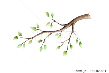 Spring branch with leaves. Watercolor easter hand drawn illustration isolated on background, transparent png. Botanical and wedding clip art. For greeting card, wallpaper, wrapping paper design 136364861