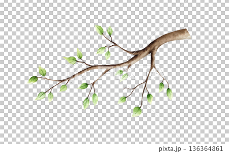 Spring branch with leaves. Watercolor easter hand drawn illustration isolated on background, transparent png. Botanical and wedding clip art. For greeting card, wallpaper, wrapping paper design 136364861