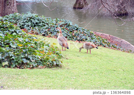 Egyptian geese at Retiro park, in Madrid, Spain 136364898