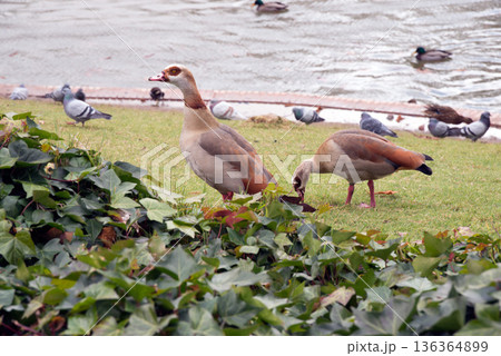 Egyptian geese are commonly seen in Spain 136364899