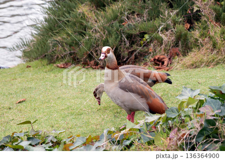 Couple of Egyptian geese, invasive species in European Union since 2017 136364900