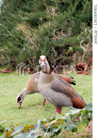Couple of Egyptian geese, invasive species in European Union since 2017 136364901