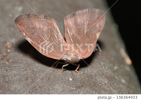 チュゴクアミガサハゴロモ 136364933