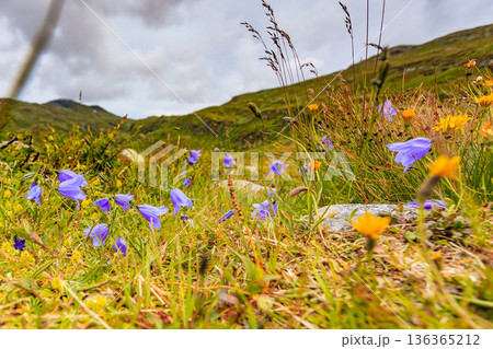 Violet flowers in mountains. Spring or summer time. Violet flowers in mountains. Spring or summer time. 136365212