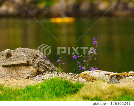 Fjord shore and people kayaking 136365241
