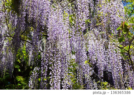 フジの花 136365386