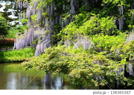 フジの花 136365387