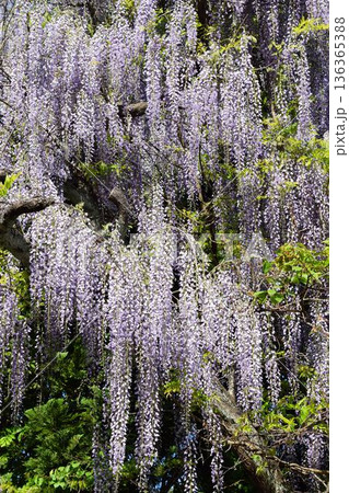 フジの花 136365388