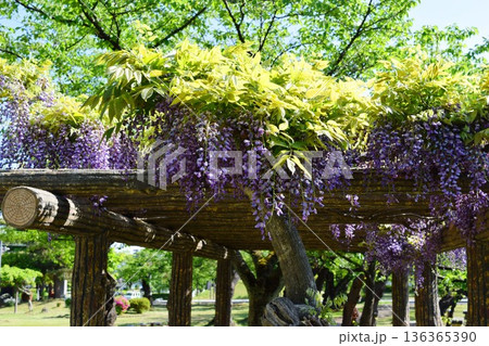 フジの花 フジの花 136365390