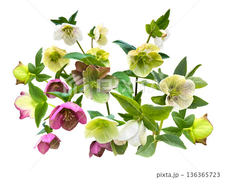 色とりどりのクリスマスローズの切抜き 136365723