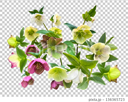 色とりどりのクリスマスローズの切抜き 136365723