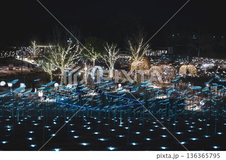 フラワーパークのイルミネーション 136365795