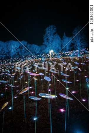 フラワーパークのイルミネーション 136365801
