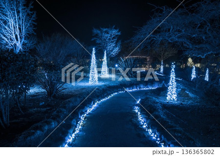 フラワーパークのイルミネーション 136365802