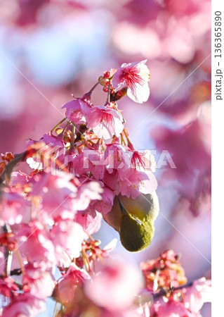 荏原神社の寒桜と飛び交うメジロ 136365890