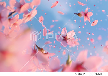 青空に舞う桜の花びらとピンクの花々の背景素材 春の新生活や入学・卒業のお祝いイメージ 136366008