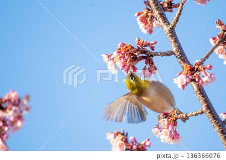 日立かみね公園の寒桜とメジロ 日立かみね公園の寒桜とメジロ 136366076