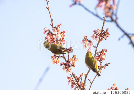 日立かみね公園の寒桜とメジロ 日立かみね公園の寒桜とメジロ 136366083