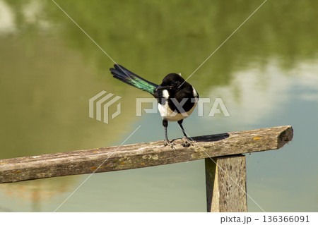 A magpie resting on a wooden fence 136366091