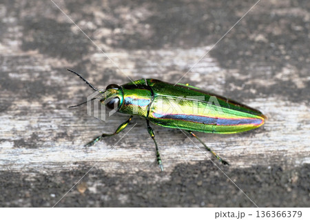 タマムシ（ヤマトタマムシ） 136366379