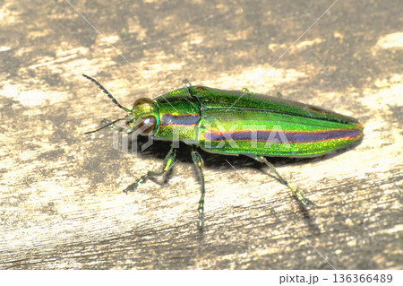 タマムシ（ヤマトタマムシ） 136366489