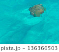 Transparent blue waters of the Mediterranean Sea in Calabria, southern Italy, with a jellyfish floating just below the surface. The clear sea reveals delicate marine life illuminated by natural 136366503