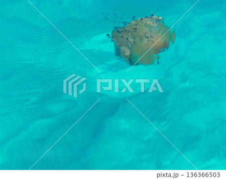 Transparent blue waters of the Mediterranean Sea in Calabria, southern Italy, with a jellyfish floating just below the surface. The clear sea reveals delicate marine life illuminated by natural Transparent blue waters of the Mediterranean Sea in Calabria, southern Italy, with a jellyfish floating just below the surface. The clear sea reveals delicate marine life illuminated by natural 136366503
