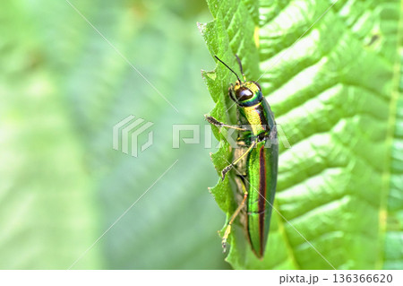 タマムシ（ヤマトタマムシ） 136366620