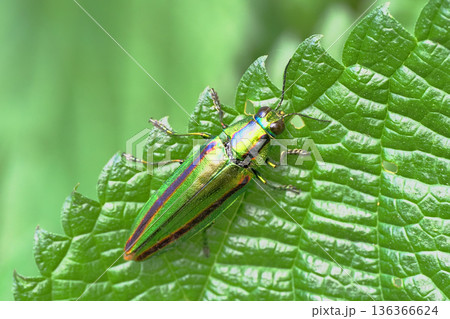 タマムシ（ヤマトタマムシ） 136366624