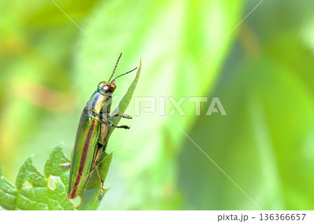 タマムシ（ヤマトタマムシ） 136366657