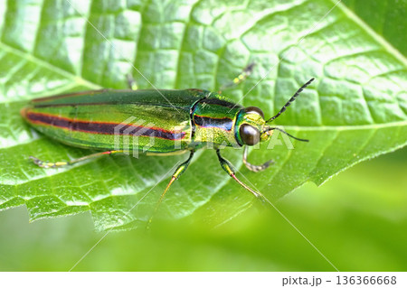 タマムシ(ヤマトタマムシ) タマムシ(ヤマトタマムシ) 136366668