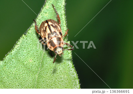 セマダラコガネ 136366691