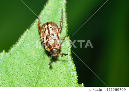 セマダラコガネ セマダラコガネ 136366709
