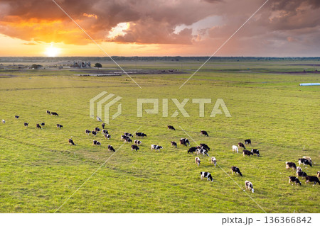 Free range milk cows grazing on farm pasture at Florida farmstead. Feeding of cattle on farmland grassland 136366842