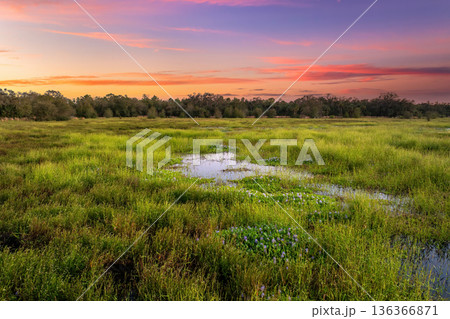 Florida subtropical swamp with wild vegetation in southern USA 136366871