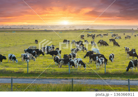 Herd of dairy cattle grazing in pasture field. Milk cows on green farm grassland in Florida 136366911