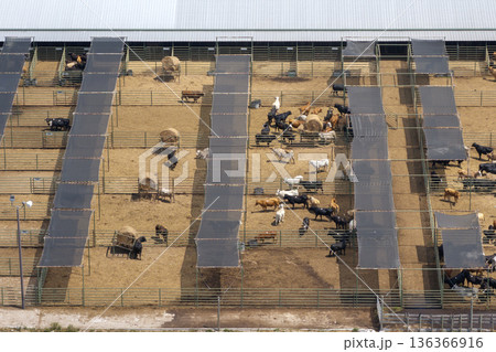 Commercial cattle stockyard with meat cows in rural Florida. Feeding of livestock on farm feedlot in USA 136366916
