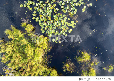 Amazing Florida nature. Swamp lake with floating water lilies in southern tropical wetlands Amazing Florida nature. Swamp lake with floating water lilies in southern tropical wetlands 136366920