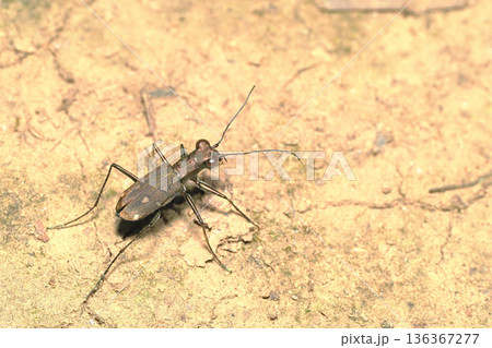 トウキョウヒメハンミョウ 136367277