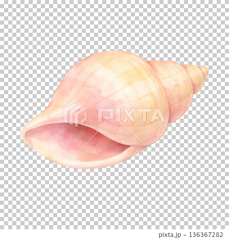 水彩風格蝸牛殼簡約貝殼插畫夏季海洋自然裝飾剪紙素材 136367282