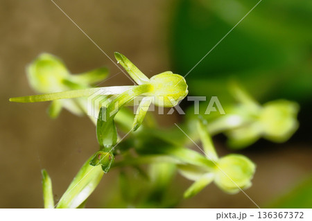 オオバノトンボソウの花 136367372