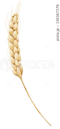 Watercolor wheat ear with golden grains and thin stem in warm natural colors. Illustration for harvest themes, rural designs, packaging, posters or decorative elements. 136367376