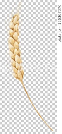 Watercolor wheat ear with golden grains and thin stem in warm natural colors. Illustration for harvest themes, rural designs, packaging, posters or decorative elements. 136367376