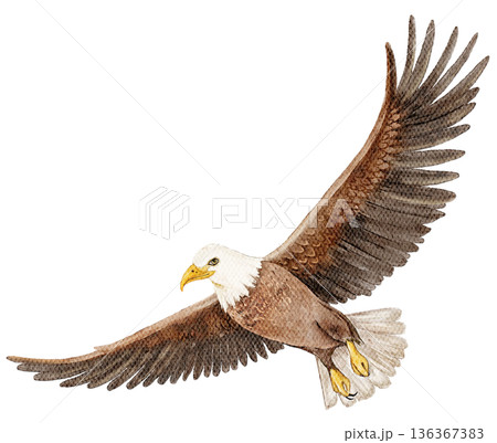 Watercolor flying eagle with spread wings in brown and white colors. Illustration for native american themes, wildlife designs, posters, prints or decorative elements. 136367383