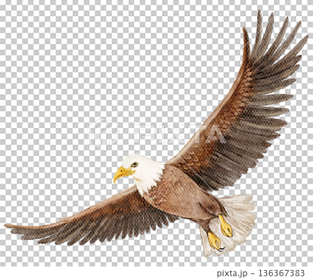 Watercolor flying eagle with spread wings in brown and white colors. Illustration for native american themes, wildlife designs, posters, prints or decorative elements. 136367383