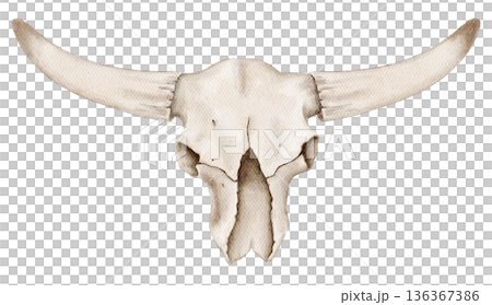 Watercolor animal skull with long horns in bone white tones. Illustration for western themes, native american designs, posters, prints or decorative elements. Watercolor animal skull with long horns in bone white tones. Illustration for western themes, native american designs, posters, prints or decorative elements. 136367386